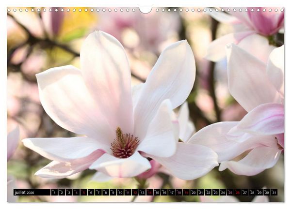 Produktbild: Magnolias en fleur (Calendrier mural 2026 DIN A3 vertical), CALVENDO calendrier mensuel