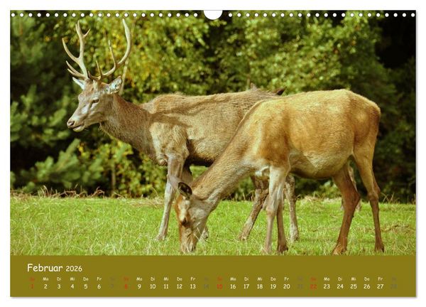 Produktbild: Begegnungen. DER HIRSCH (Wandkalender 2026 DIN A3 quer), CALVENDO Monatskalender