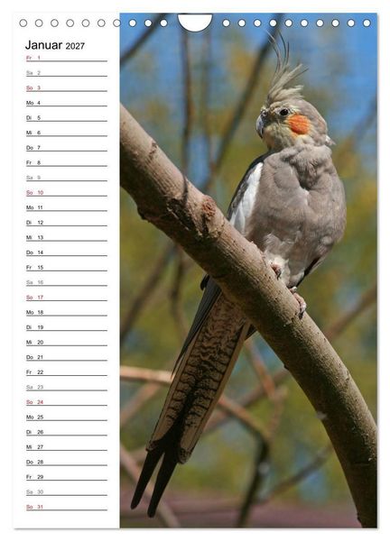 Produktbild: Der Nymphensittich-Terminplaner (Wandkalender 2027 DIN A4 hoch), CALVENDO Monatskalender