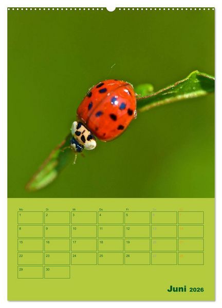 Produktbild: Wald- und Wiesenkalender 2026 Planer (hochwertiger Premium Wandkalender 2026 DIN A2 hoch), Kunstdruck in Hochglanz
