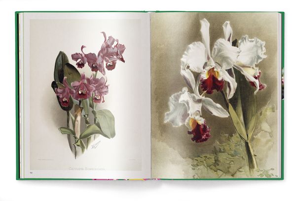 Produktbild: Floramour: Orchideen
