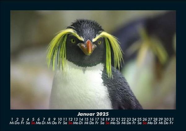 Produktbild: Welt der Tiere 2025 Fotokalender DIN A5