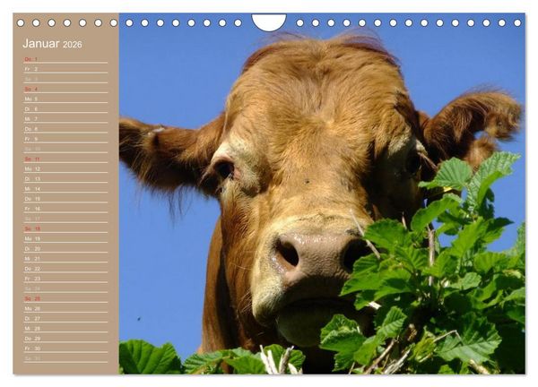 Produktbild: K&uuml;he / Geburtstagskalender (Wandkalender 2026 DIN A4 quer), CALVENDO Monatskalender