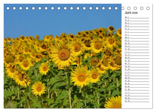 Produktbild: Ein Jahr lang Sonnenblumen (Tischkalender 2026 DIN A5 quer), CALVENDO Monatskalender