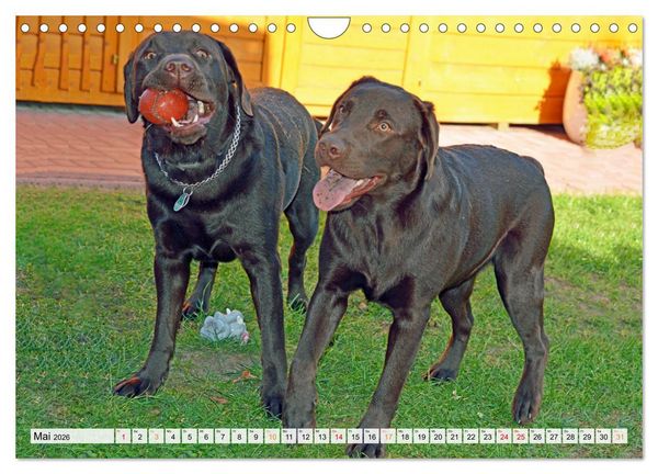 Produktbild: Beste Buddys (Wandkalender 2026 DIN A4 quer), CALVENDO Monatskalender