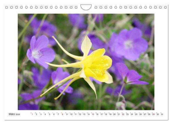 Produktbild: Akeleien im Garten (Wandkalender 2026 DIN A4 quer), CALVENDO Monatskalender