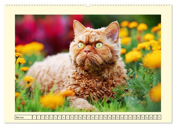 Produktbild: Selkirk Rex Katzen. Lockenzauber im Blumengarten (hochwertiger Premium Wandkalender 2026 DIN A2 quer), Kunstdruck in Hochglanz