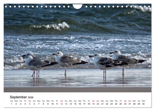 Produktbild: The Sea - A place for dreams (Wall Calendar 2026 DIN A4 landscape), CALVENDO 12 Month Wall Calendar
