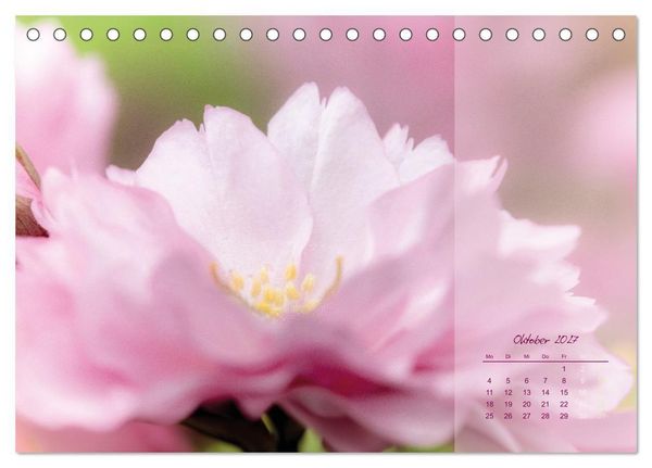 Produktbild: Pretty in Pink - Die Kirschbl&uuml;te (Tischkalender 2027 DIN A5 quer), CALVENDO Monatskalender