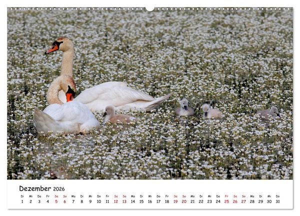 Produktbild: Tierkinder in freier Wildbahn (Wandkalender 2026 DIN A2 quer), CALVENDO Monatskalender