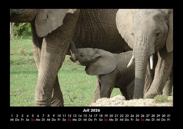 Produktbild: Elefanten - Die sanften Riesen Afrikas 2026 Fotokalender DIN A3