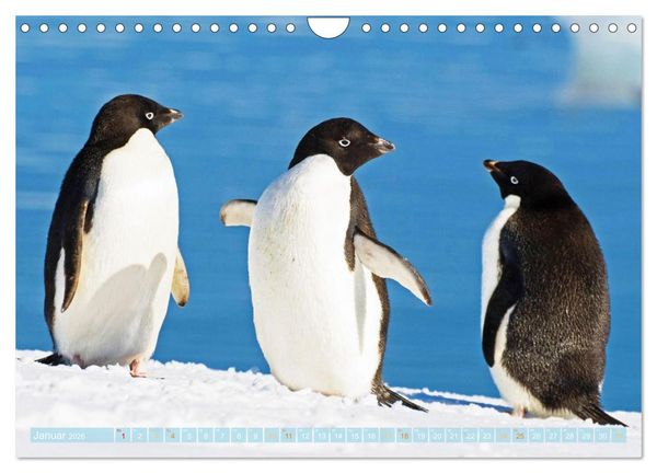 Produktbild: Pinguine: Gehupft wie gesprungen (Wandkalender 2026 DIN A4 quer), CALVENDO Monatskalender