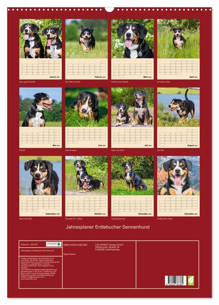 Produktbild: Jahresplaner Entlebucher Sennenhund (Wandkalender 2026 DIN A2 hoch), CALVENDO Monatskalender