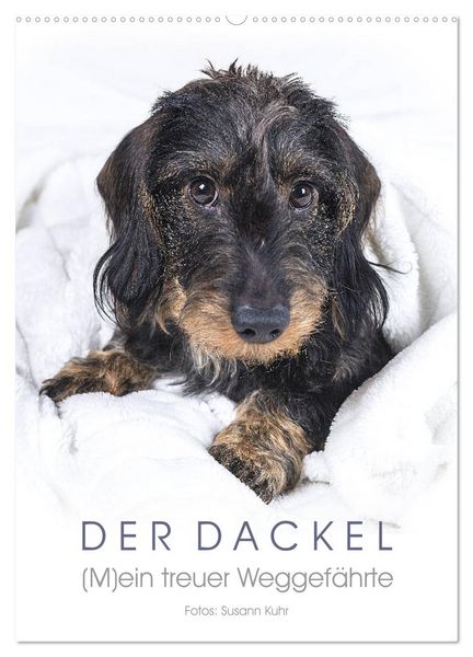 Produktbild: Der Dackel (M)ein treuer Weggef&auml;hrte (Wandkalender 2026 DIN A2 hoch), CALVENDO Monatskalender