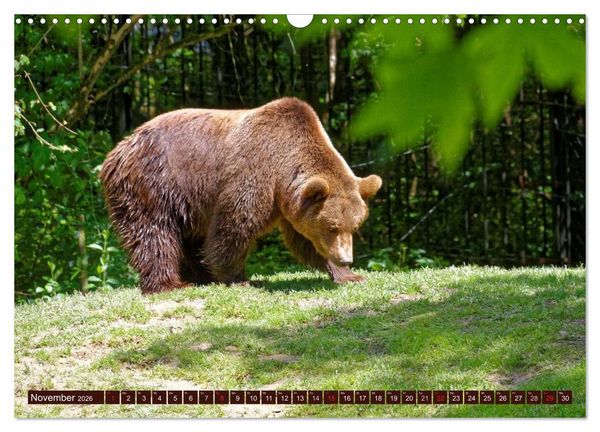 Produktbild: B&auml;ren. Unterwegs mit Meister Petz (Wandkalender 2026 DIN A3 quer), CALVENDO Monatskalender