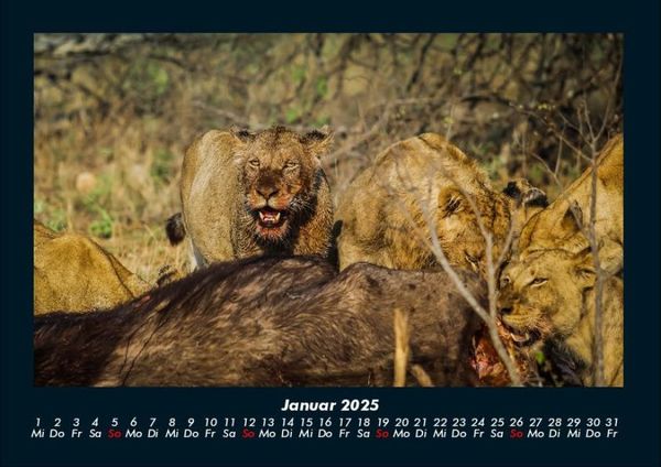 Produktbild: L&ouml;wen in der Wildnis 2025 Fotokalender DIN A4