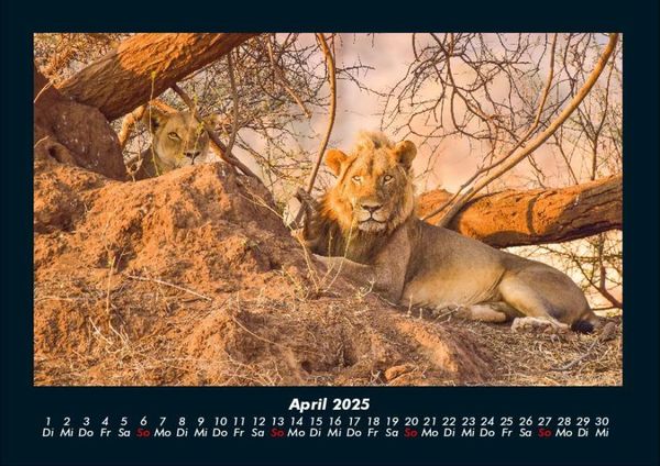 Produktbild: L&ouml;wen in der Wildnis 2025 Fotokalender DIN A4