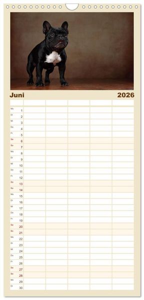 Produktbild: Familienplaner 2026 - Charme auf vier Pfoten - Franz&ouml;sische Bulldoggen Portraits mit 5 Spalten (Wandkalender, 21 x 45 cm) CALVENDO