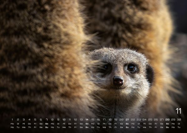 Produktbild: Erdm&auml;nnchen &ndash; Kleine W&auml;chter, gro&szlig;e Abenteuer! - 2027 - Kalender DIN A2
