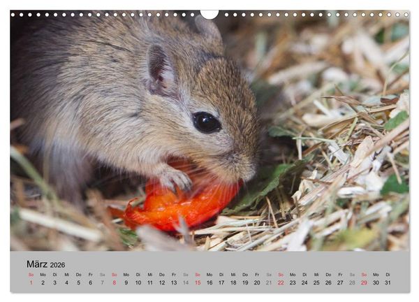 Produktbild: Mausebande (Wandkalender 2026 DIN A3 quer), CALVENDO Monatskalender