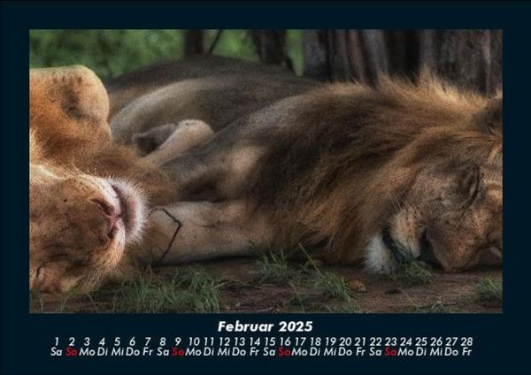Produktbild: L&ouml;wen in der Wildnis 2025 Fotokalender DIN A5