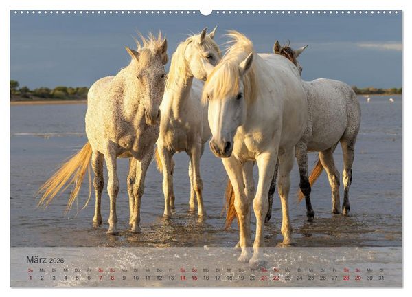 Produktbild: Die wei&szlig;en Pferde der Camargue (Wandkalender 2026 DIN A2 quer), CALVENDO Monatskalender