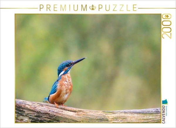 Produktbild: CALVENDO Puzzle Eisvogel auf seinem Ast | 2000 Teile Lege-Gr&ouml;&szlig;e 90x67cm Foto-Puzzle f&uuml;r gl&uuml;ckliche Stunden