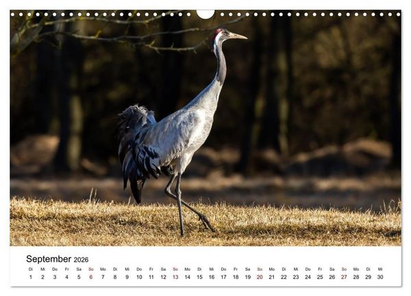 Produktbild: Kraniche im Erzgebirge (Wandkalender 2026 DIN A3 quer), CALVENDO Monatskalender