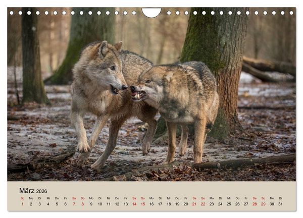 Produktbild: Wolfsrudel (Wandkalender 2026 DIN A4 quer), CALVENDO Monatskalender