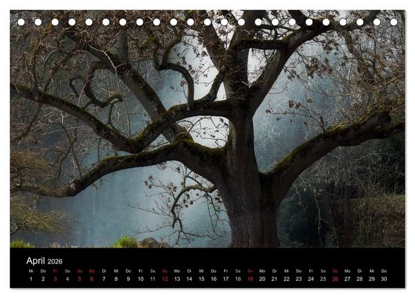 Produktbild: Baumportr&auml;ts 2026 (Tischkalender 2026 DIN A5 quer), CALVENDO Monatskalender