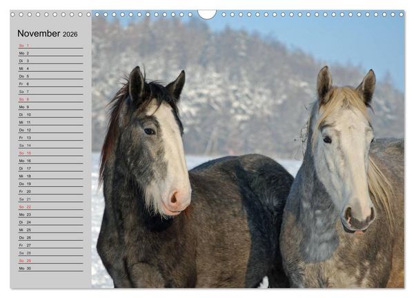 Produktbild: Das Shire Horse. Impressionen (Wandkalender 2026 DIN A3 quer), CALVENDO Monatskalender