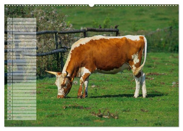 Produktbild: Rinder auf dem Lande (hochwertiger Premium Wandkalender 2026 DIN A2 quer), Kunstdruck in Hochglanz