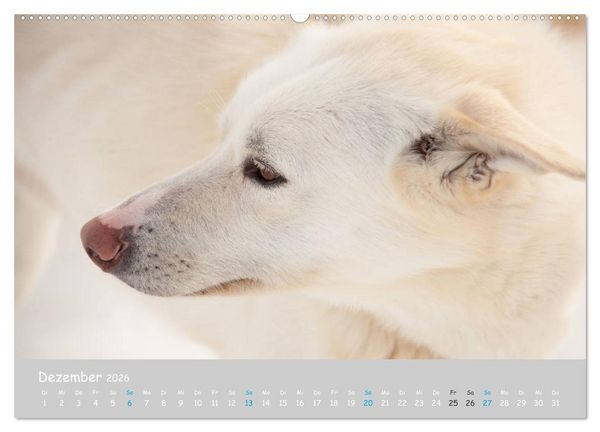 Produktbild: Alaskan Huskies (hochwertiger Premium Wandkalender 2026 DIN A2 quer), Kunstdruck in Hochglanz