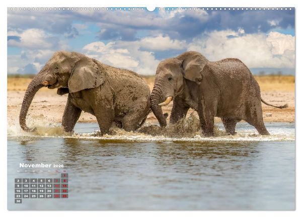 Produktbild: Action in der Savanne (Wandkalender 2026 DIN A2 quer), CALVENDO Monatskalender