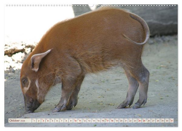 Produktbild: Tierische Schweinerei (hochwertiger Premium Wandkalender 2026 DIN A2 quer), Kunstdruck in Hochglanz