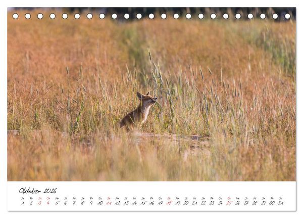 Produktbild: Fuchs entdeckt - im Naturparadies der Mecklenburgischen Seenplatte (Tischkalender 2026 DIN A5 quer), CALVENDO Monatskalender