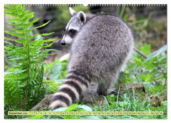Produktbild: Der Waschb&auml;r - Der Maskentr&auml;ger in unseren W&auml;ldern (hochwertiger Premium Wandkalender 2026 DIN A2 quer), Kunstdruck in Hochglanz