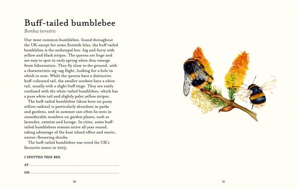 Produktbild: The Bee Spotter's Guide