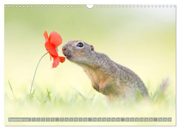 Produktbild: Liebenswerte Ziesel - vom Aussterben bedrohte Nagetiere (Wandkalender 2026 DIN A3 quer), CALVENDO Monatskalender