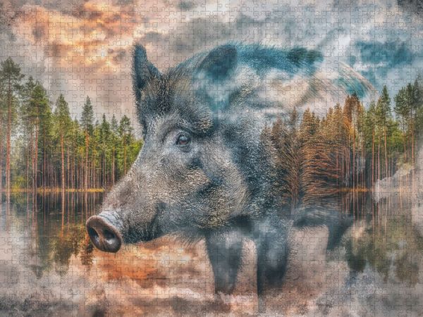 Produktbild: CALVENDO Puzzle Wildschwein | 1000 Teile Lege-Gr&ouml;&szlig;e 64x48cm Foto-Puzzle f&uuml;r gl&uuml;ckliche Stunden