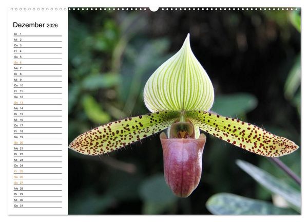 Produktbild: Prachtvolle Orchideen (Wandkalender 2026 DIN A2 quer), CALVENDO Monatskalender