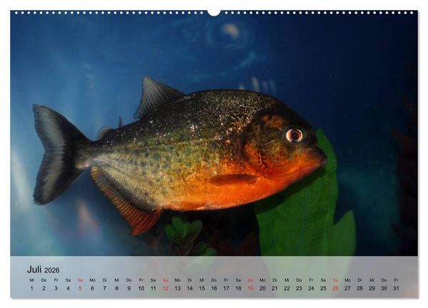 Produktbild: Knallbunte Wasserwelt. Die Welt der Fische (hochwertiger Premium Wandkalender 2026 DIN A2 quer), Kunstdruck in Hochglanz