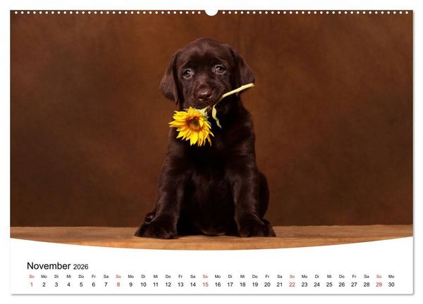 Produktbild: Labrador Welpen - Labrador Puppies (hochwertiger Premium Wandkalender 2026 DIN A2 quer), Kunstdruck in Hochglanz
