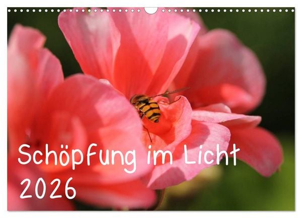 Produktbild: Sch&ouml;pfung im Licht (Wandkalender 2026 DIN A3 quer), CALVENDO Monatskalender