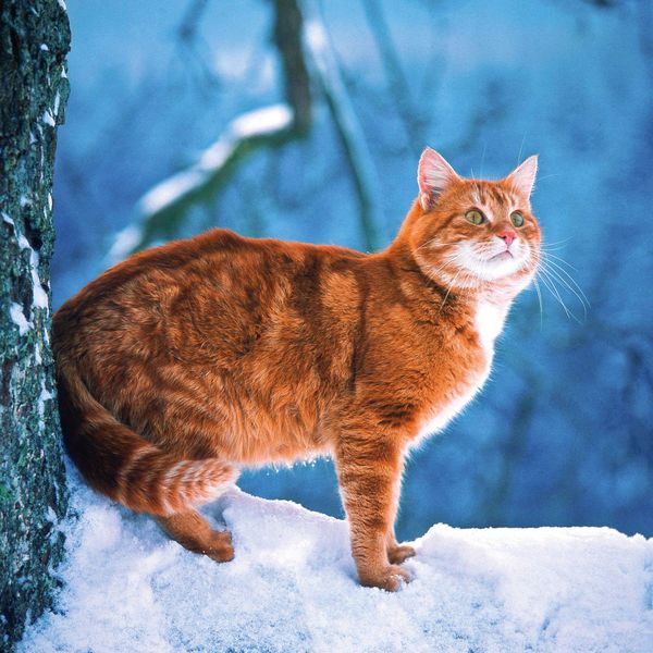 Produktbild: Cool Cats 2027