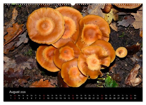 Produktbild: Pilze, Pilze (hochwertiger Premium Wandkalender 2026 DIN A2 quer), Kunstdruck in Hochglanz