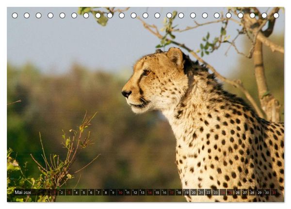 Produktbild: Raubkatzen. Wild, sch&ouml;n und kraftvoll (Tischkalender 2026 DIN A5 quer), CALVENDO Monatskalender