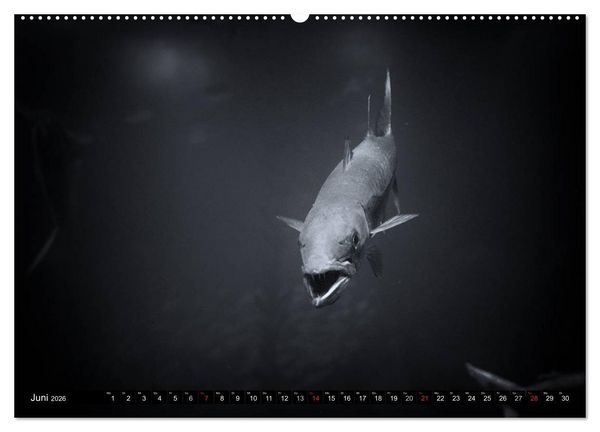 Produktbild: Meerestiere Bilder in Schwarz Weiss (Wandkalender 2026 DIN A2 quer), CALVENDO Monatskalender