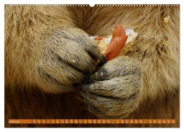 Produktbild: Und ewig pfeift das Murmeltier (hochwertiger Premium Wandkalender 2026 DIN A2 quer), Kunstdruck in Hochglanz