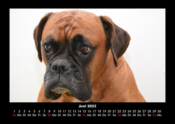 Produktbild: Hunde 2025 Fotokalender DIN A3